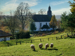 Bosseborn Kirche mit Friedbof und Schafen auf einer Wiese